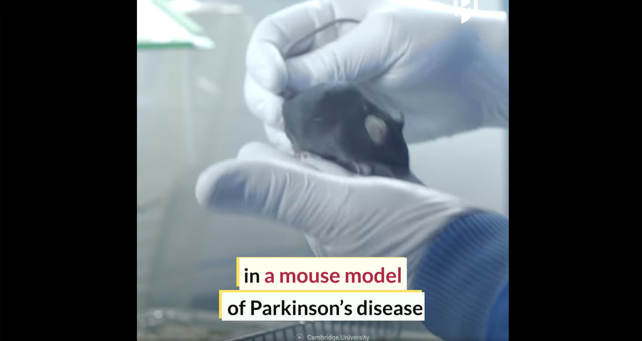 Stem Cells Repairing Parkinson’s-related Damage In Mice