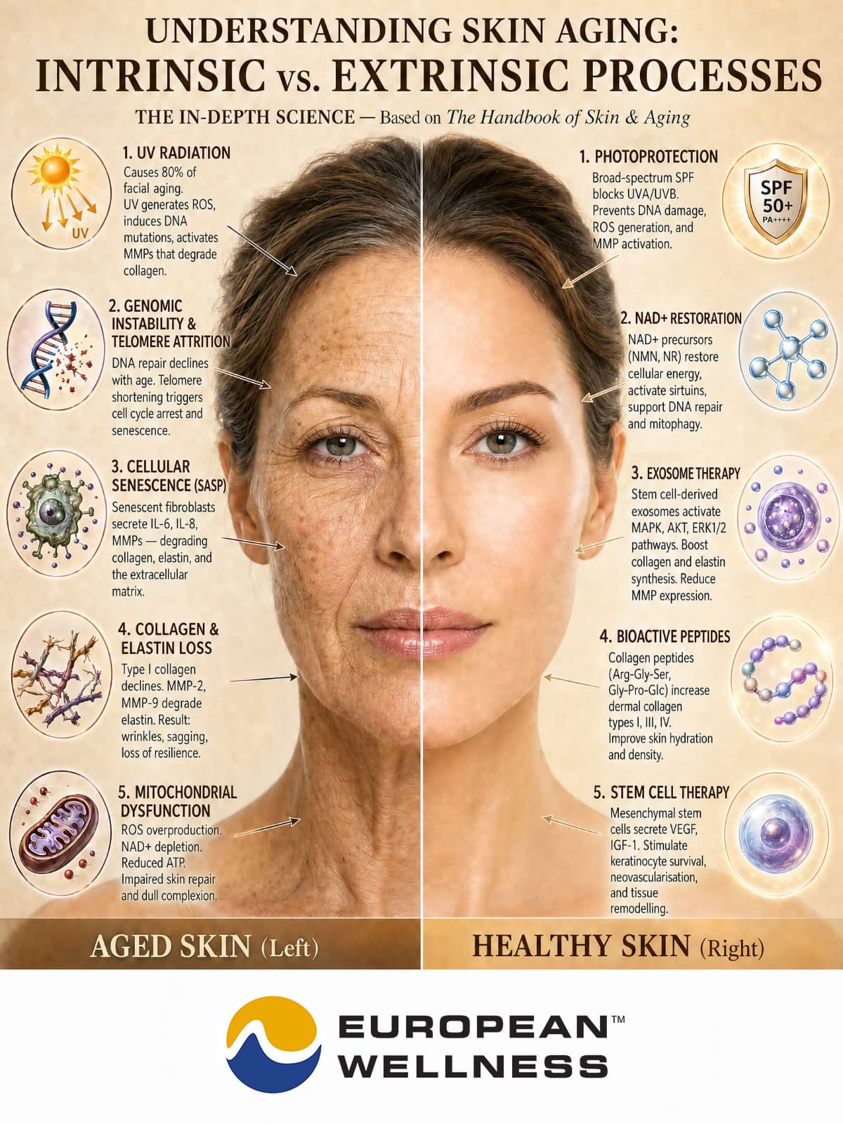 Understanding Skin Aging