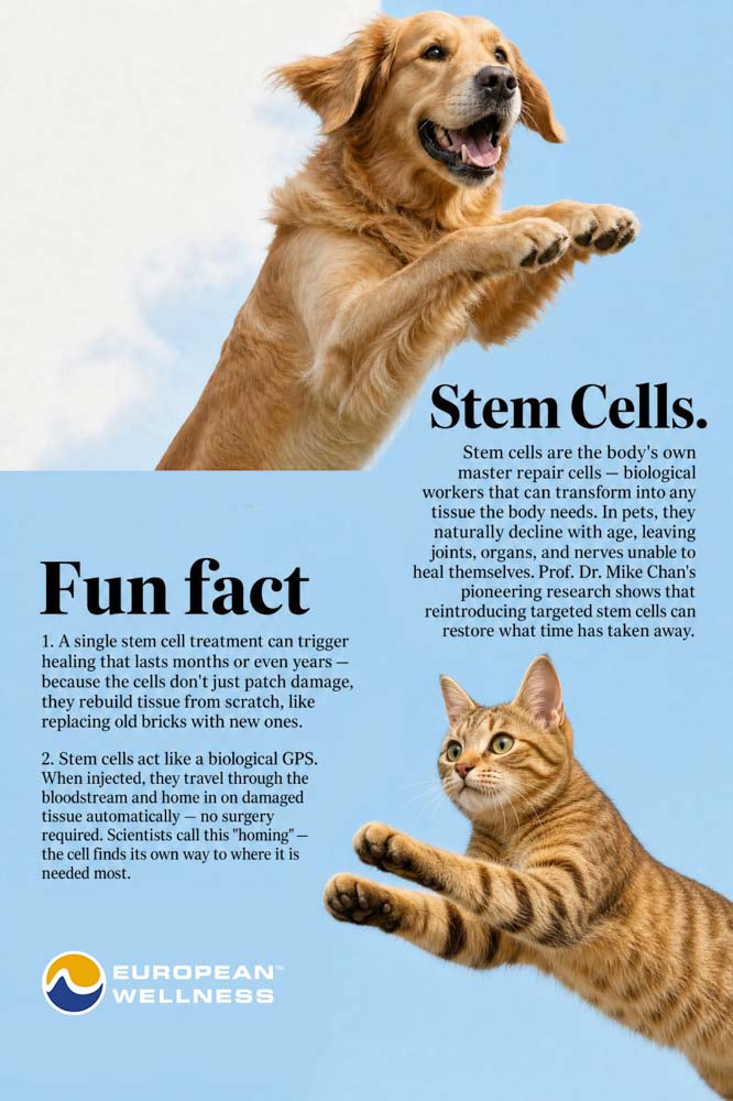 Stem cells are the body's own master repair crew